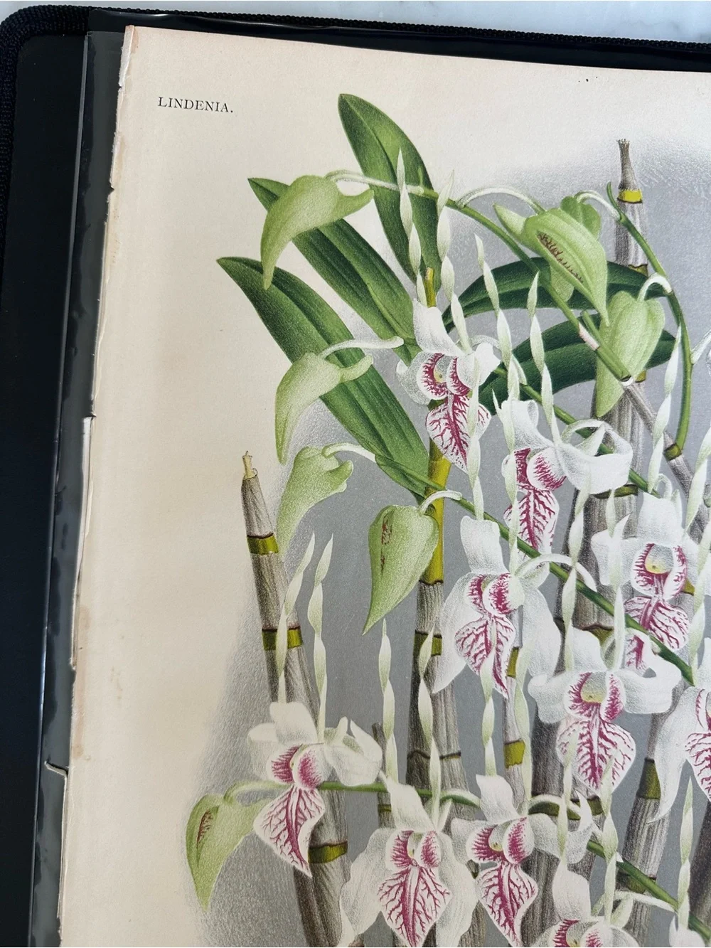 1885 Dendrobium stratiotes Rchb. f. Plate XLIII (Planche XLIII) Lindenia